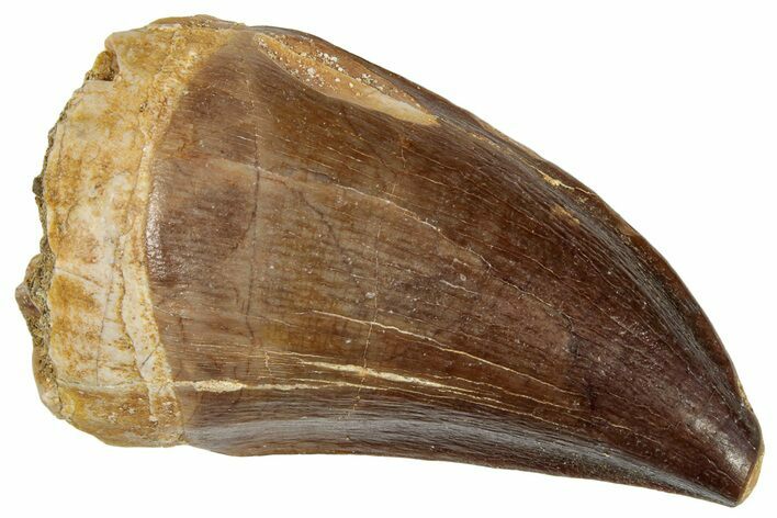Fossil Mosasaur (Prognathodon) Tooth - Morocco #249820
